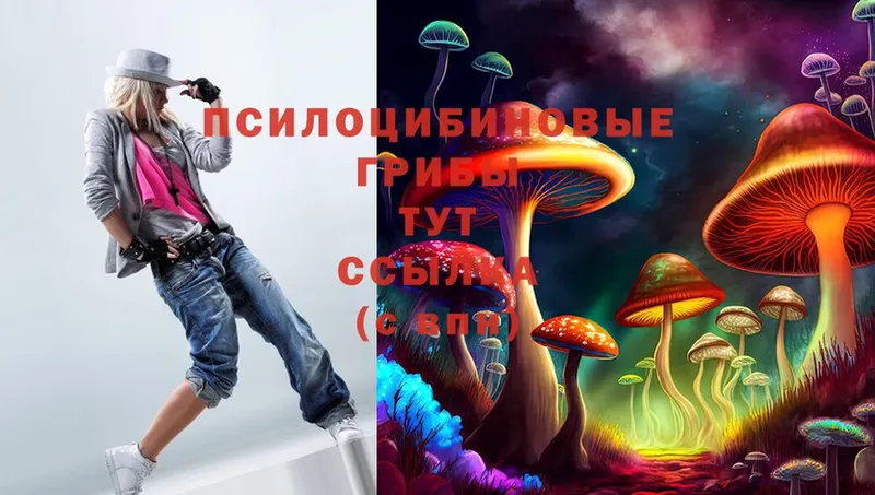 Псилоцибиновые грибы Psilocybe  где купить наркоту  Буй 